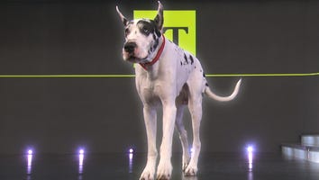 ‘The Friend’: How Bing the Great Dane Stole the Hearts of Hollywood